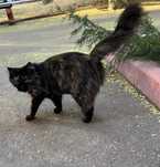Fluffy Lady, 4 г., привита, стерилиз., паспорт, лоток+.
