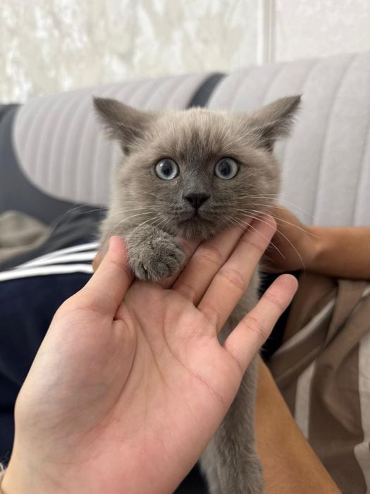 Отдам котят в добрые руки