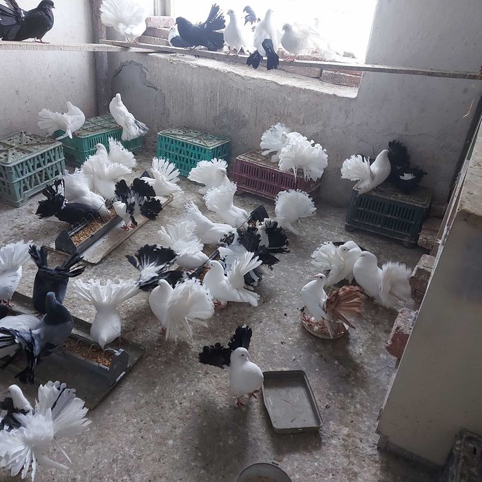 Продавам гълъби Финерлии - бели, сиви и пъстри.