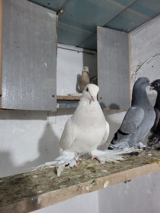 Ассалаумағалейкум осы Тасман сатылады