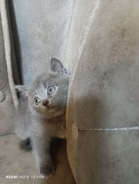 Котята британцы  и шотландцы