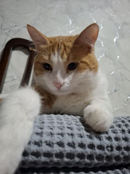 кот, мальчик , зовут персик