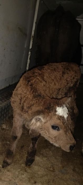 Vând 3 tăurași și o vită