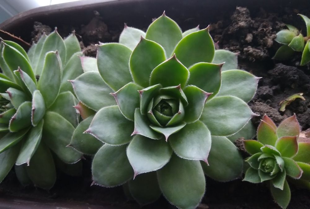 2 suculente splendide