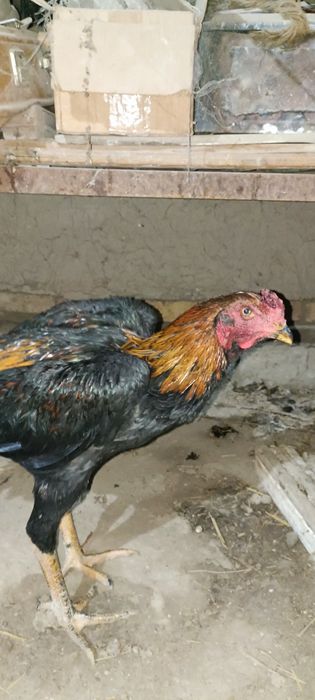 Жужалар сотилади