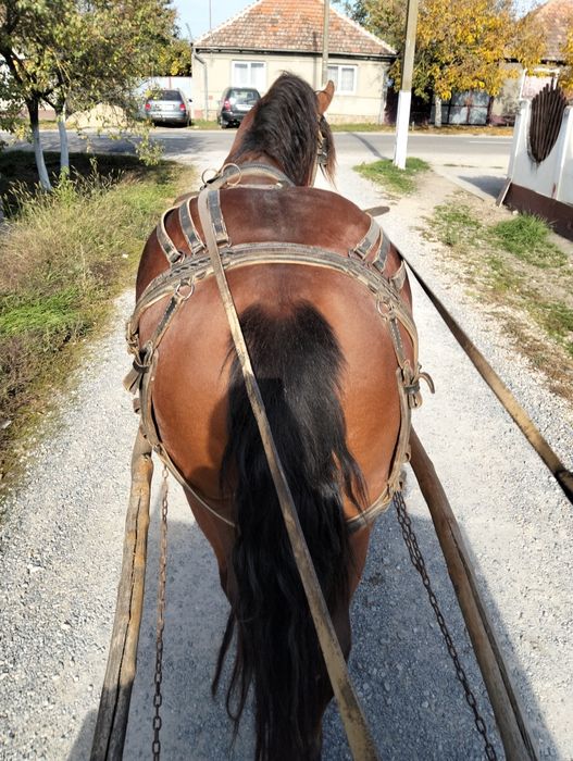 Vînd iapa de 7 ani gestanta de 7 luni