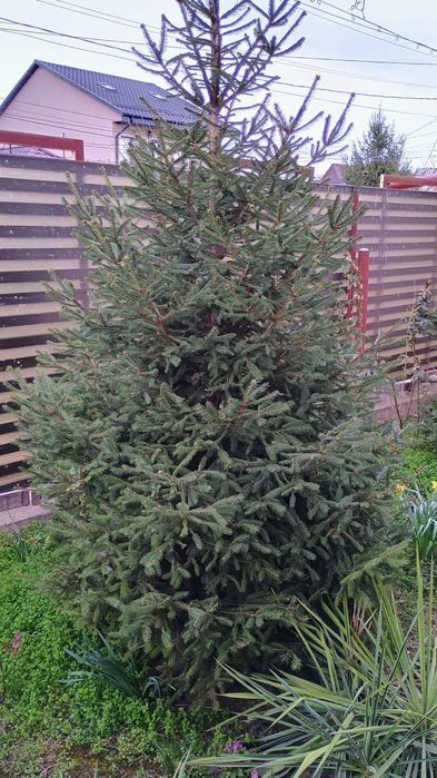 Brad de Craciun cu sau fara radacina