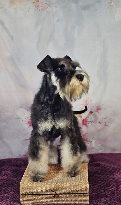 Schnauzer pitic negru argintiu - cu pedigree