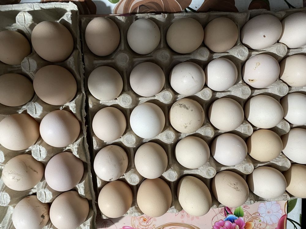 Ouă brahma diferite culori