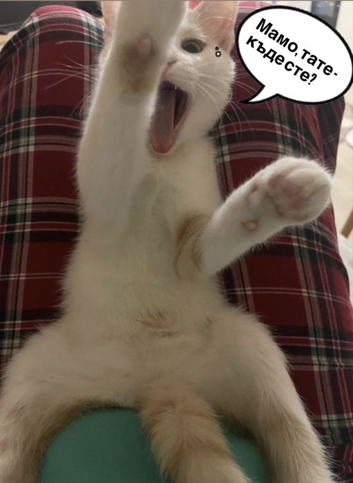 Търси се семейство за бяло котенце !!!