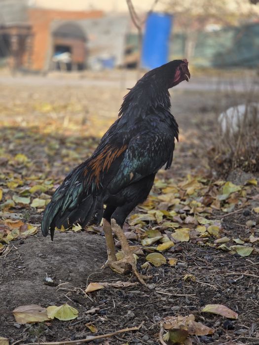 Dakan Mart Toza Chempion bolasi