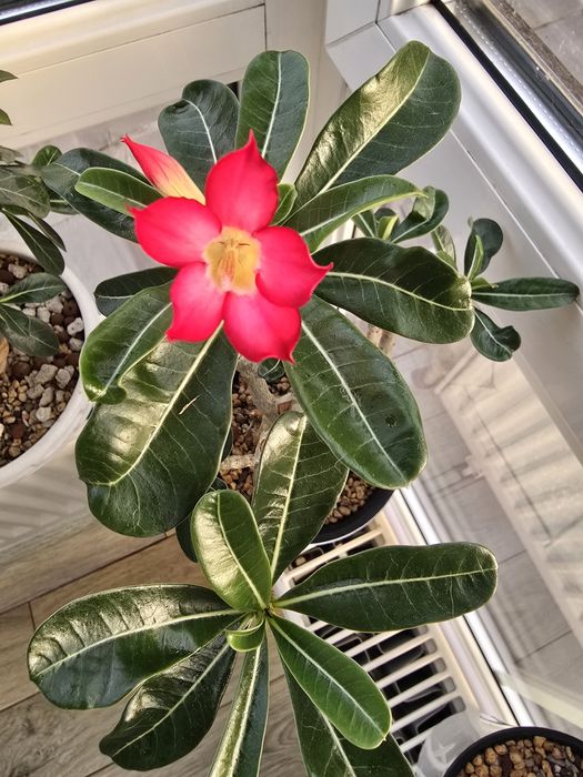 Продам цветущий адениум