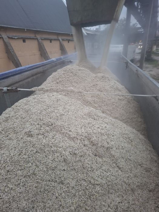 Borhot de sfeclă (Taitei)