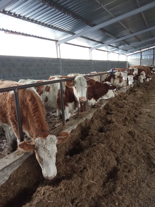 De vînzare 20 de bucăți