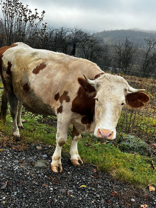 Văd două vaci  gestante