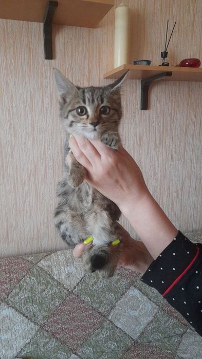 Отдам кота кошечку котенка в хорошие руки