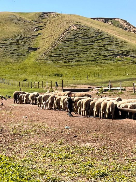 Vând 80 oi de producție cu miei – ideal pentru fermă!