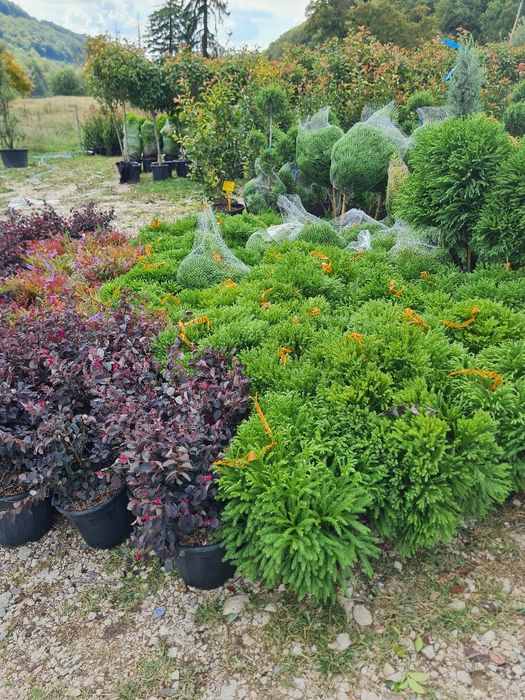 Plante ornamentale