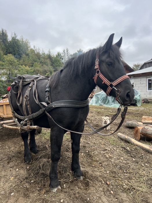 Vand iapa de 3-4 ani