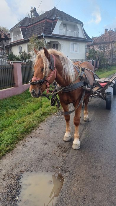 De vnzare mnzz de un an si jumate