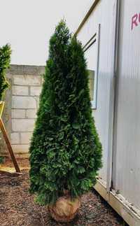 Vand thuja orice specie si plante ornamentale