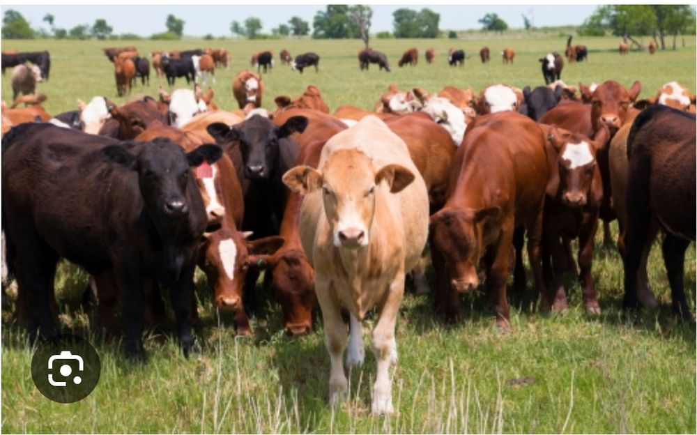 Продам крупно-рогатый скот