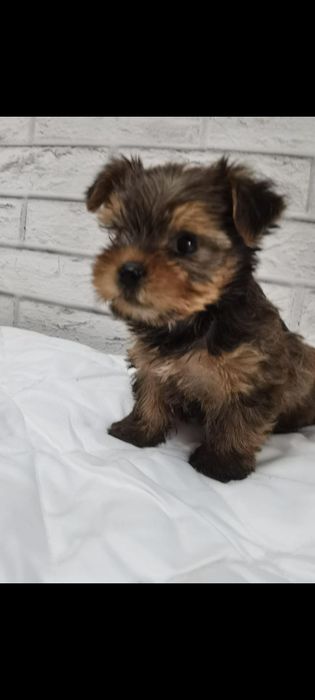 Yorkshire Terrier - baiat
