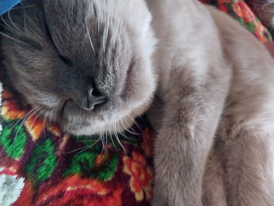 Scottish fold кот