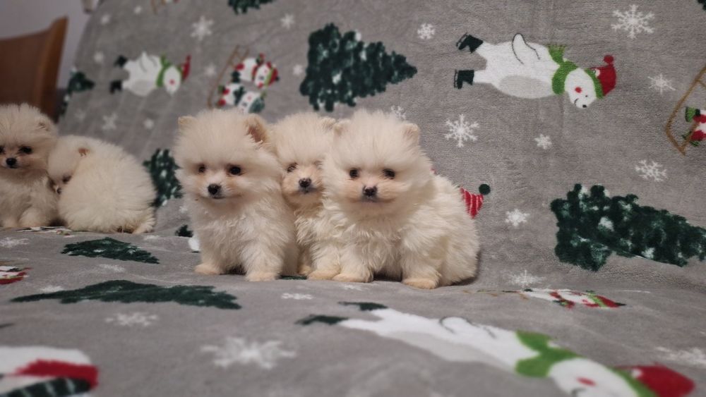 Померан мини померанчета