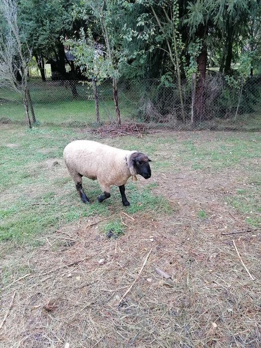 Vând doua oi și un berbec suffolk