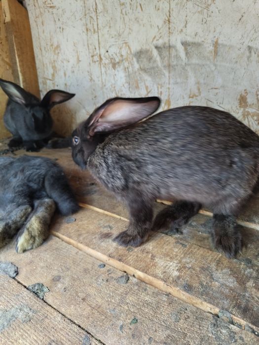 Vand Iepuri Janet german