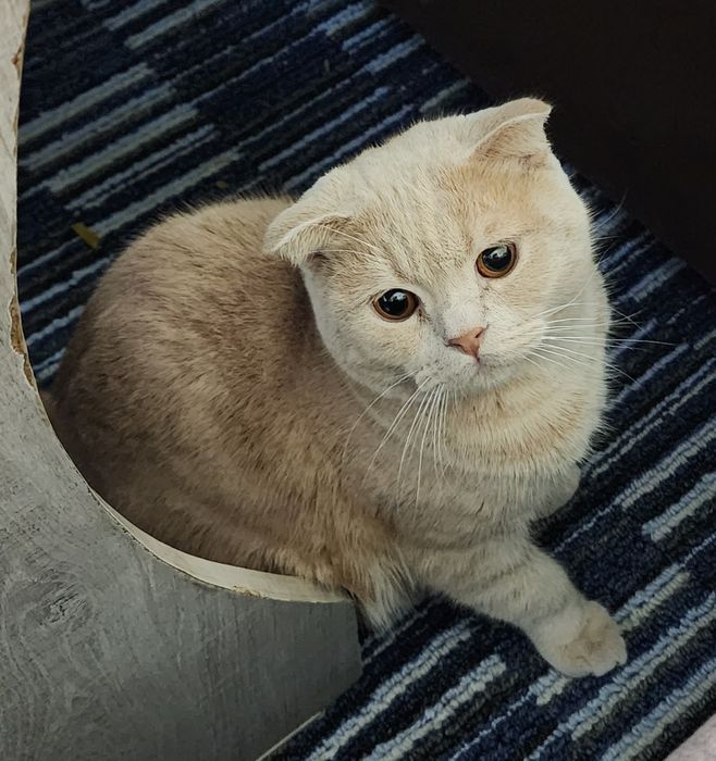 Кошка Скотиш Фолд мальчик
