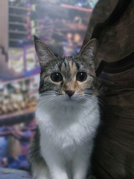 Qiz bola mushuk yoshi 1 yosh oʻyin qaroq.