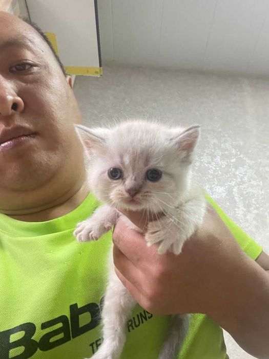 шотландские котята