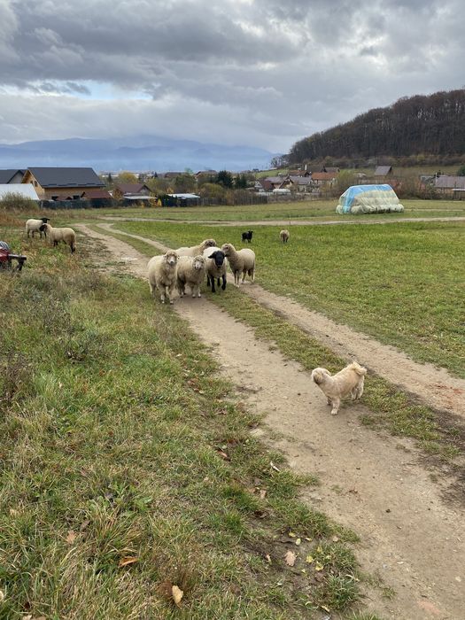 Vand 7 oi si un berbec