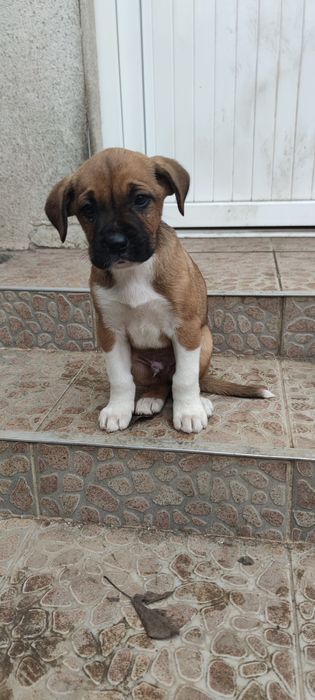 Donez Cățel în vârstă de 6 săptămâni