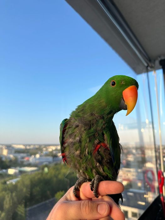 Papagali Eclectus