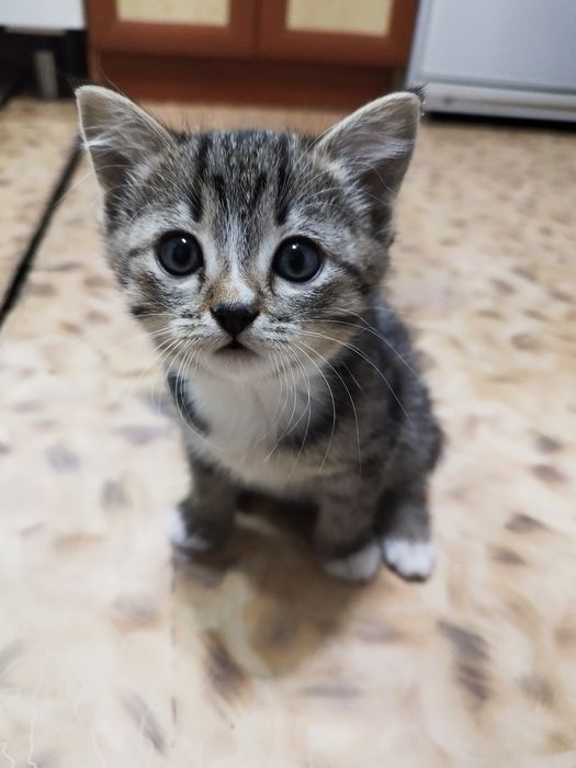 Отдам КОТЁНКА, ДЕВОЧКА. Бесплатно!