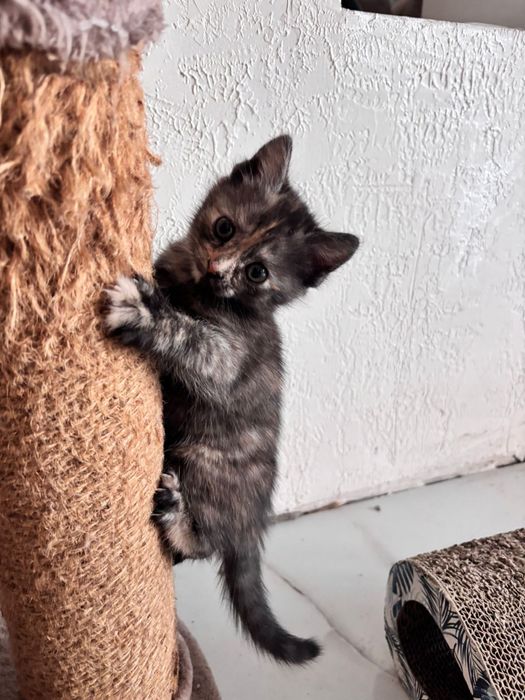 Милый котенок ищит новый дом!