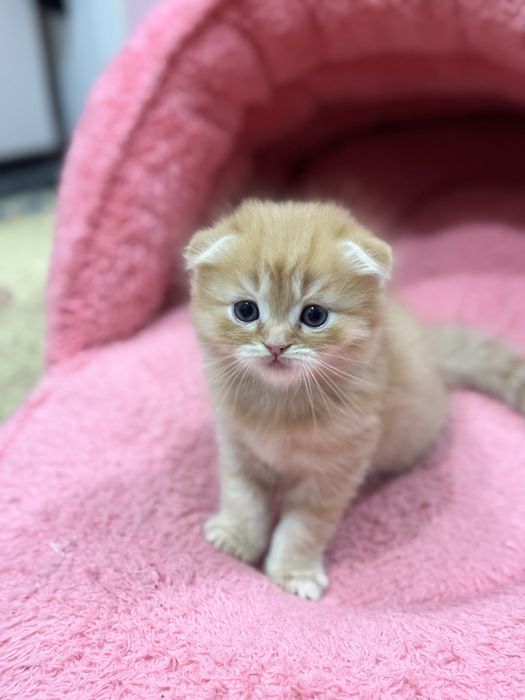 Катёнок скотиш фолд