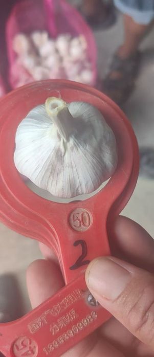 Продам чеснок Китай