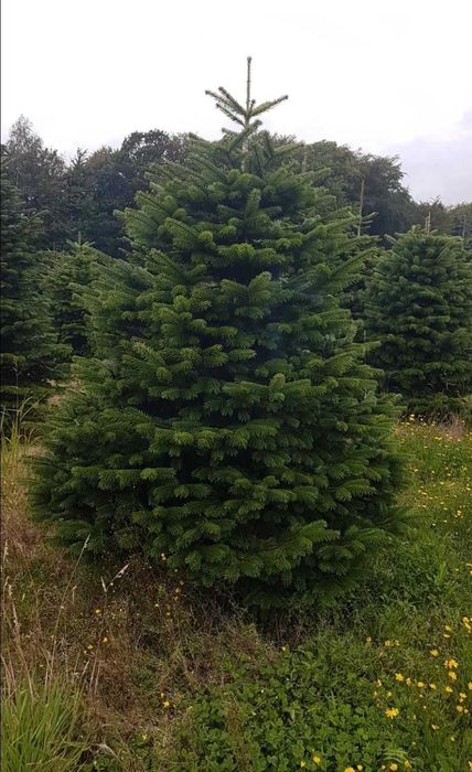 Vând Brazi Normandieni Naturali – Calitate Premium Ofertă de Sărbători