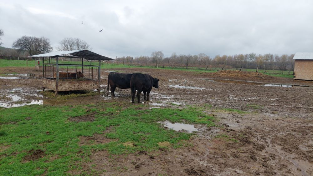 Vând vitica și tauras