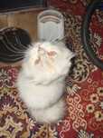 Котка сребриста чинчила
