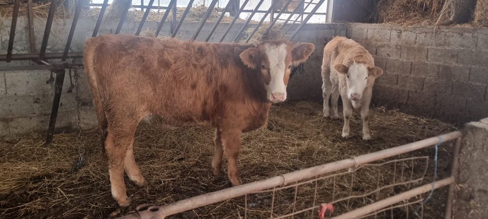 Vand Vitei crescut sau taiat