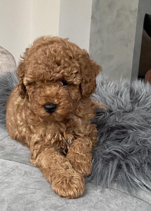 Той пудели на 2 месеца мъжко и женско