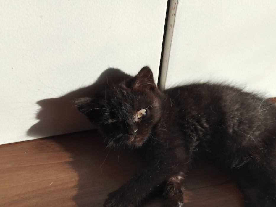 Отдам девочку британку чёрного окраса.