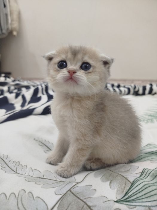 Скотишь фолд, шиншилла