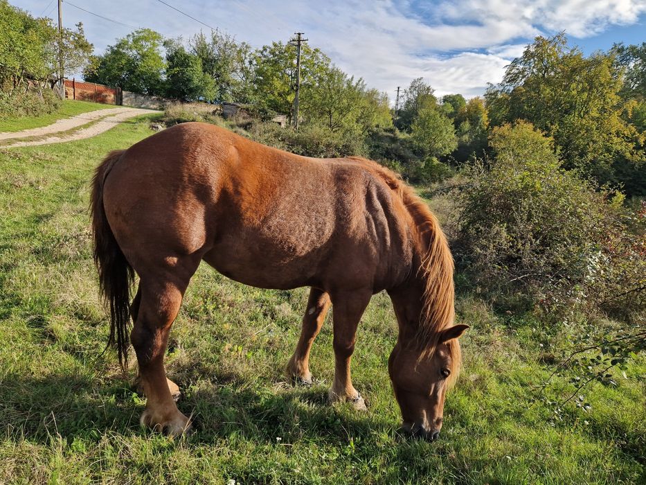 Vând manza de 4 ani jumate