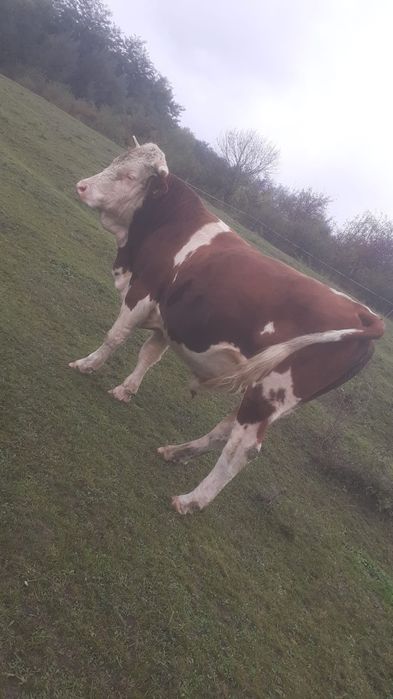 Taur de monta de vânzare